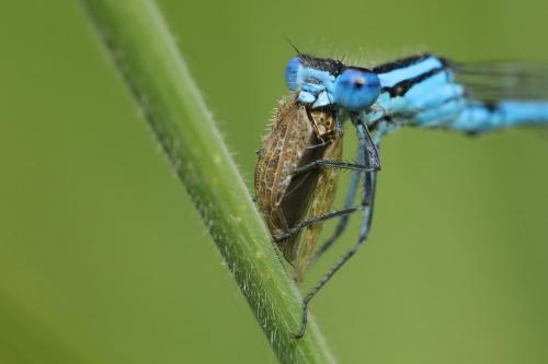 Enallagma cyathigerum